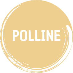 Polline